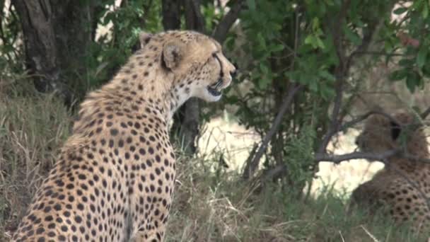 Pair Cheetahs Sitting Savanna — Stock Video