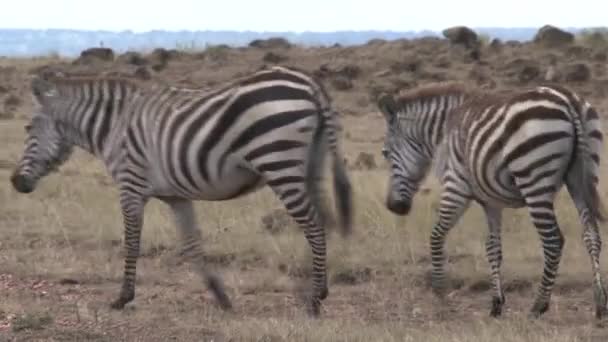 Troupeau Zèbres Marchant Sur Savane — Video