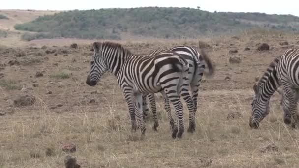 Zebraherde Weidet Der Savanne — Stockvideo