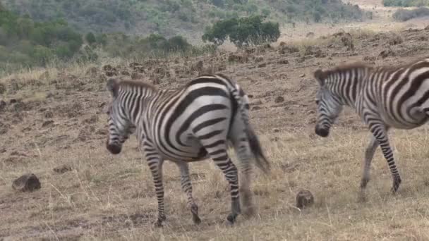 Coppia Zebre Che Camminano Sulla Savana — Video Stock