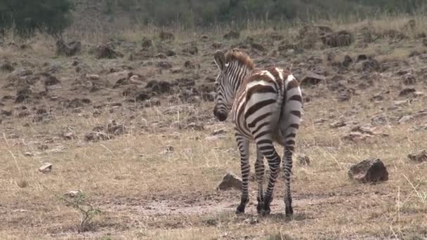 Zebra Står Savannen — Stockvideo