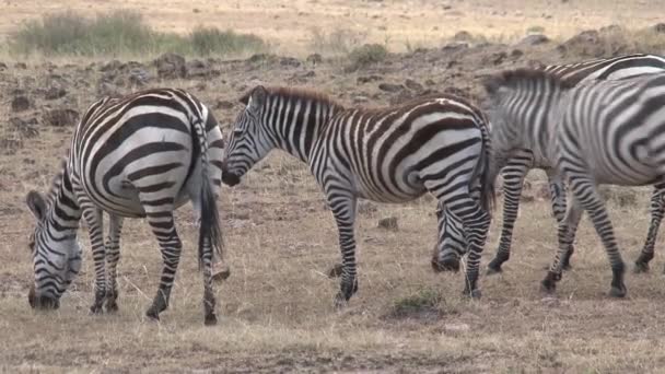 Branco Zebre Pascolo Sulla Savana — Video Stock