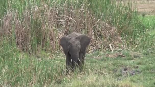 Bezerro Elefante Africano Bebendo Buraco Rega Grama — Vídeo de Stock