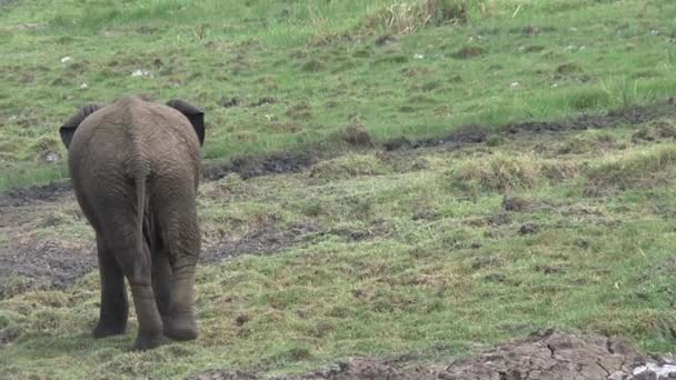 Afrikansk Elefantkalv Som Dricker Ett Vattenhål Gräset — Stockvideo