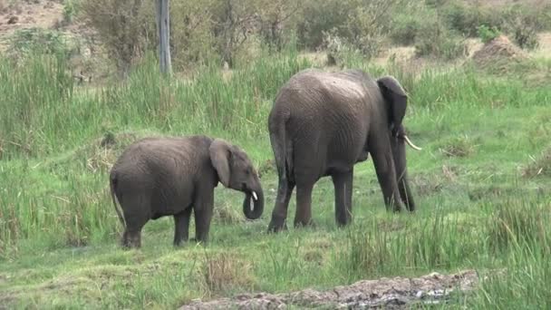 Moder Afrikansk Elefant Och Kalv Vid Ett Vattenhål Gräset — Stockvideo