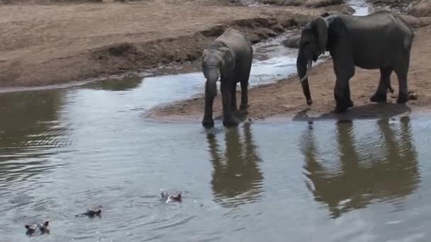 Een Paar Afrikaanse Olifanten Drinken Bij Een Drinkplaats — Stockvideo