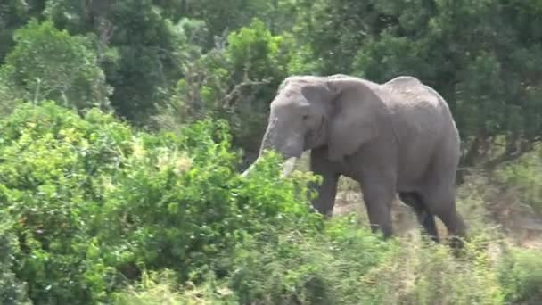 Africký Slon Procházející Mezi Stromy — Stock video