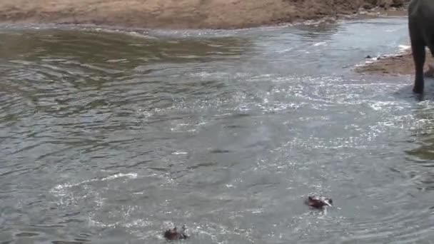 Herd Van Afrikaanse Olifanten Drinken Afkoelen Bij Een Drinkplaats — Stockvideo