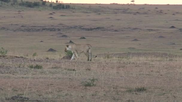 Leona Caminando Sobre Sabana — Vídeos de Stock