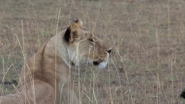 Lioness Resting Savanna — Stock Video