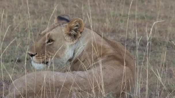 Lioness Resting Savanna — Stock Video