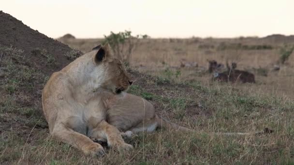 狮子座在草原上休息 — 图库视频影像