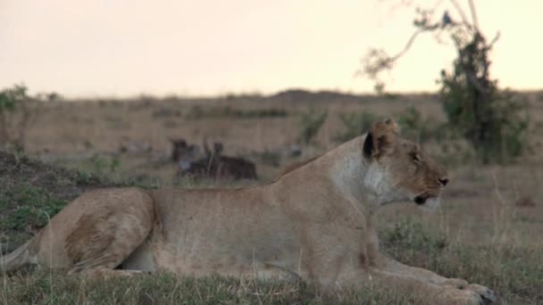 Lioness Resting Savanna — Stock Video