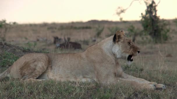 Leona Descansando Sobre Sabana — Vídeos de Stock