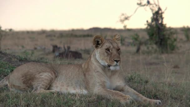 Lioness Resting Savanna — Stock Video