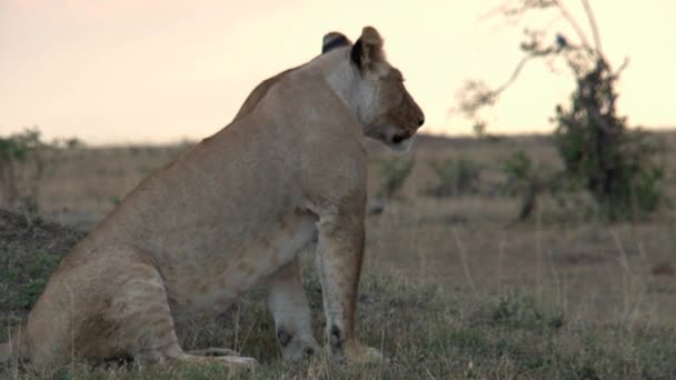 Lioness Sitting Savanna — Stock Video