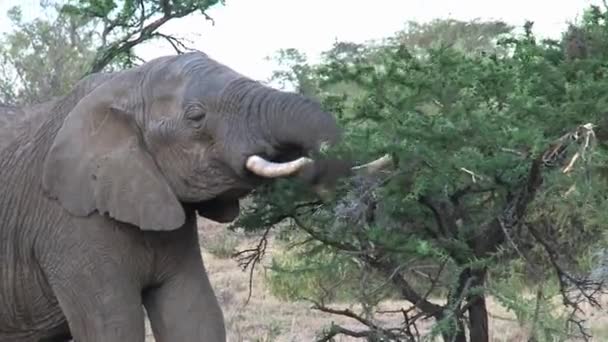 Éléphant d'Afrique mangeant des feuilles d'un arbre