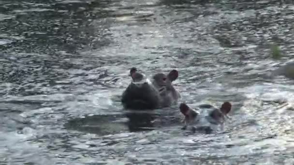 Paire d'Hippopotames à moitié immergés dans l'eau
