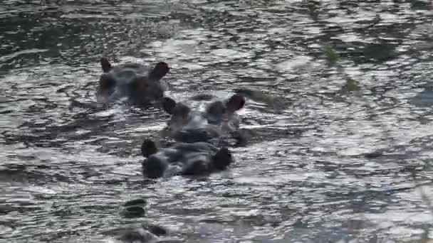 Troupeau d'Hippopotames à moitié immergé dans l'eau