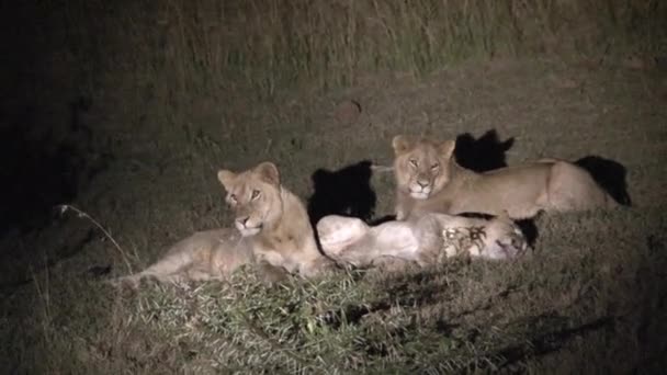 Löwenpaar Ringt Nachts — Stockvideo