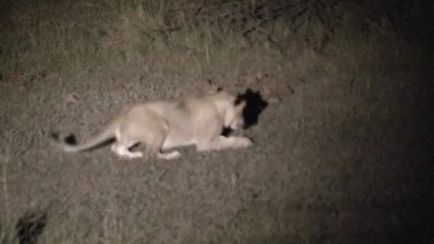 Leona Comiendo Presas Pequeñas Por Noche — Vídeos de Stock