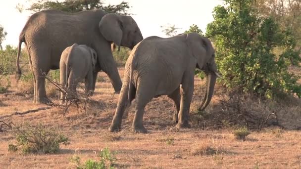 Afrikaanse Olifant Moeder Kalveren Grazen Savanne — Stockvideo
