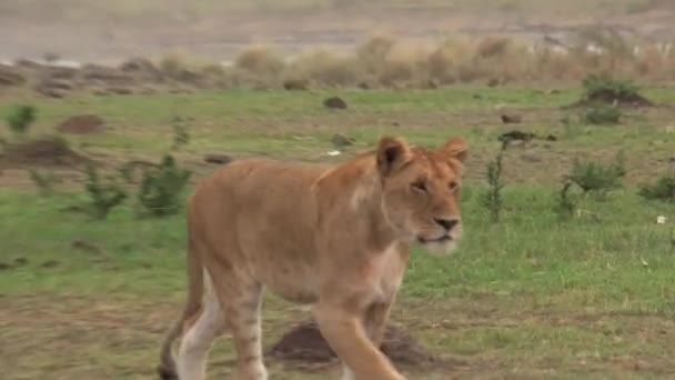 Lioness Walking Savanna — Stock Video