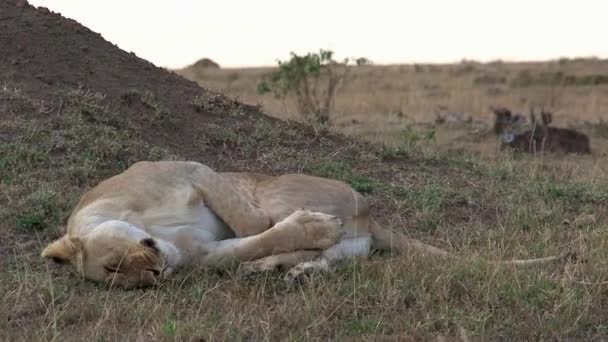 狮子在稀树草原的树阴下休息 — 图库视频影像