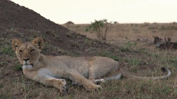 Lioness Resting Shade Savanna — Stock Video