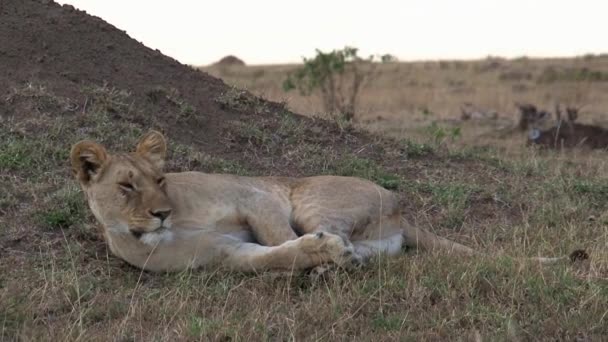 Leona Descansando Sombra Sobre Sabana — Vídeos de Stock