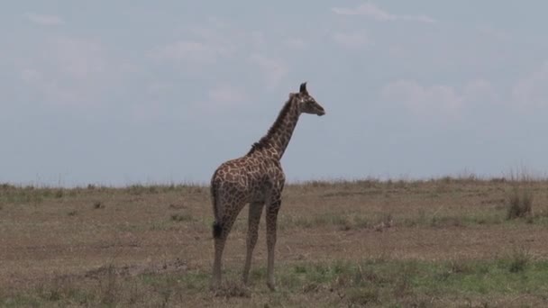 Giraffe Grazing Savanna — Stock Video