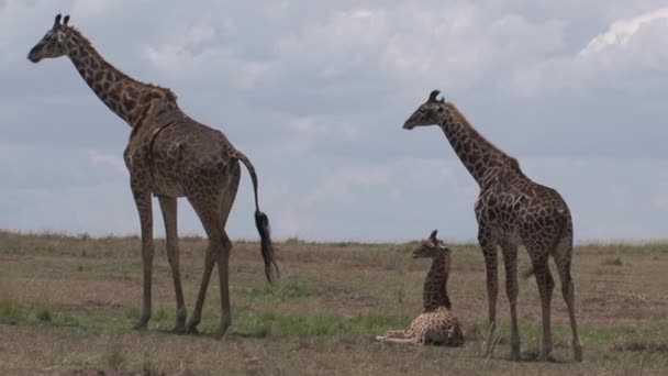 Giraffe Mother Calves Grazing Resting Savanna — Stock Video