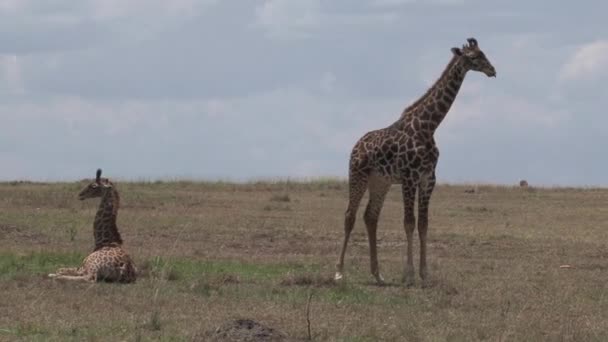 Żyrafa Matka Cielę Wypasu Odpoczynku Sawannie — Wideo stockowe