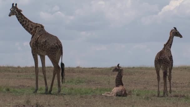 长颈鹿的妈妈和小牛犊在草原上吃草和休息 — 图库视频影像