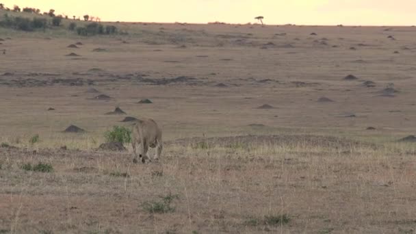 Lioness Walking Savanna — Stock Video
