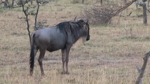 Wildebeest Mers Jos Pajiști — Videoclip de stoc