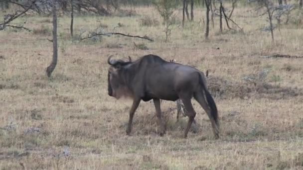 Wildebeest Wandelen Door Het Grasland — Stockvideo