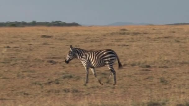 Zebras Spazieren Der Savanne — Stockvideo