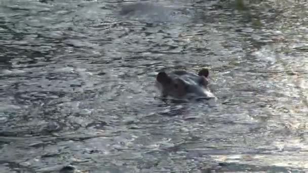 Пара Гиппопотамов Наполовину Погруженных Воду — стоковое видео