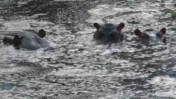 Troupeau d'Hippopotames à moitié immergé dans l'eau
