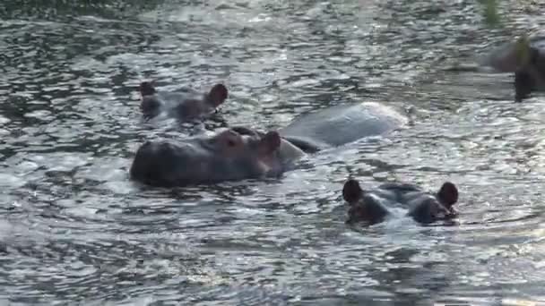 Manada Hipopótamos Medio Sumergidos Agua — Vídeos de Stock