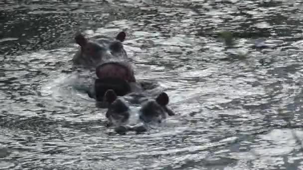 Troupeau d'Hippopotames à moitié immergé dans l'eau