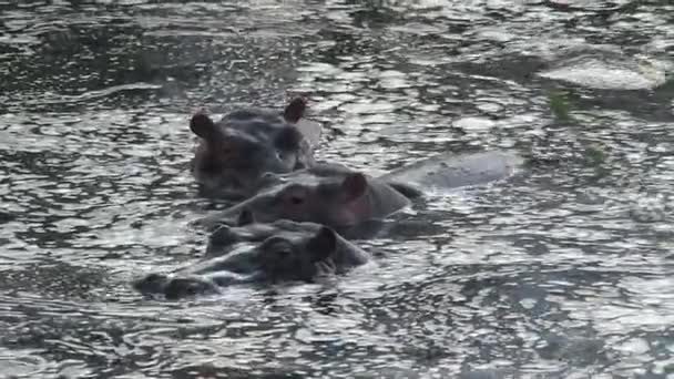 Manada Hipopótamos Semi Submersos Água — Vídeo de Stock