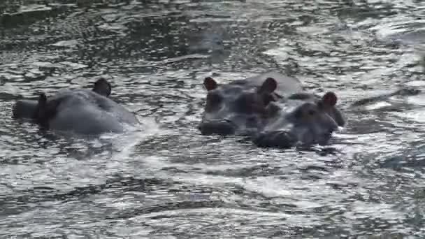 Troupeau d'Hippopotames à moitié immergé dans l'eau