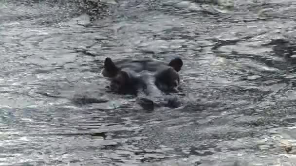 Hippopotame Moitié Immergé Dans Eau — Video