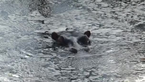 Hipopótamo Medio Sumergido Agua — Vídeo de stock