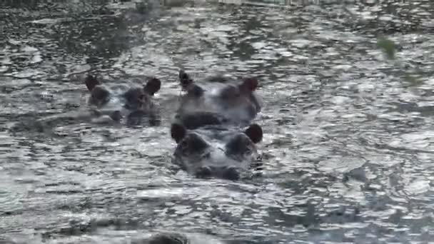 Troupeau d'Hippopotames à moitié immergé dans l'eau