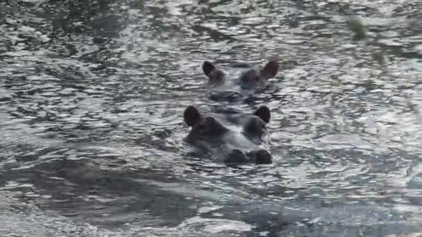 Herd Hippopotamuses Half Submerged Water — Stock Video