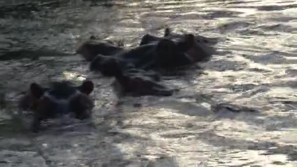 Troupeau d'Hippopotames à moitié immergé dans l'eau