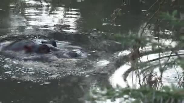 Hippopotamus Half Ondergedompeld Water — Stockvideo